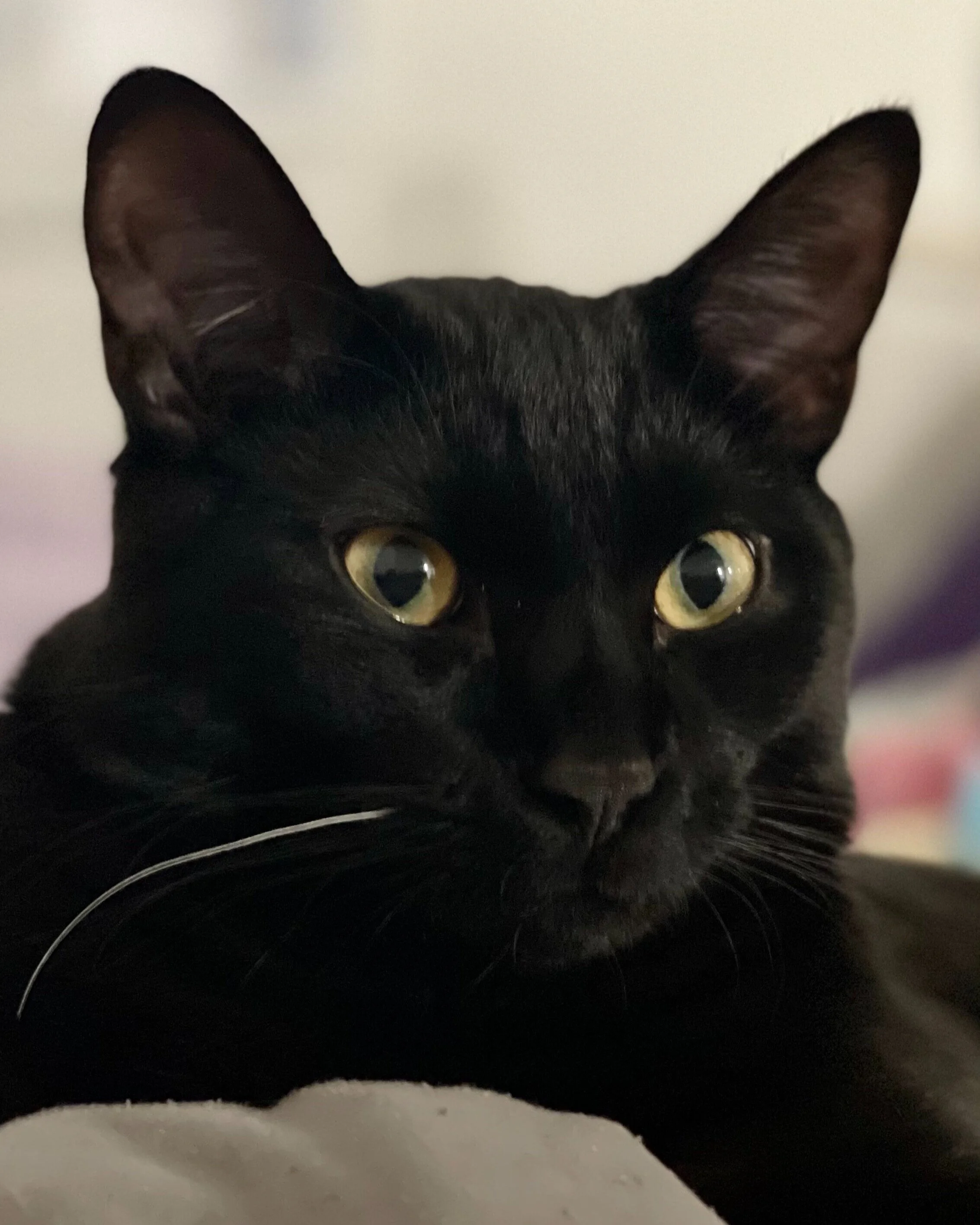 Zenjamin, the resident cat at Ananda Natural Medicine